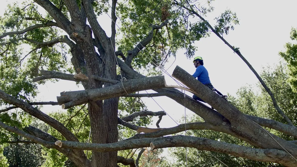 Professional Hazardous Tree Removal performed by certified arborists in Sugar Grove