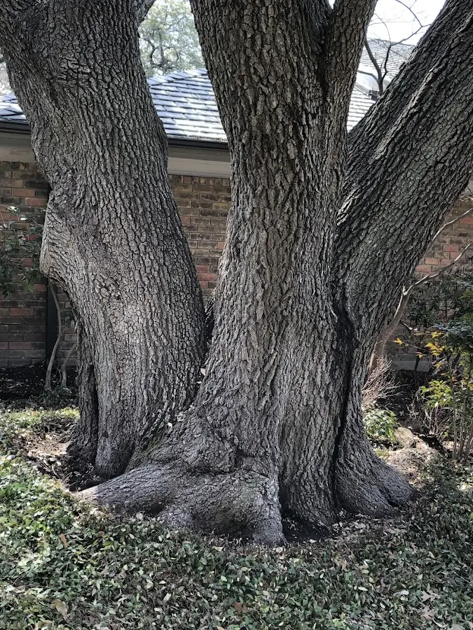 Mature heritage tree close to a Sugar Grove property cared for by certified arborists
